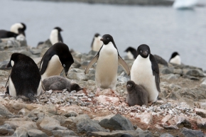 Manchot Adélie / Adélie Penguin