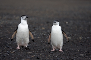 Manchot à jugulaire / Chinstrap Penguin