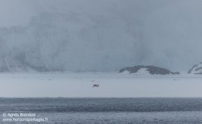 Renne sur la banquise / Reindeer on fast ice