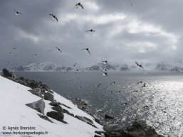 Mergules nains / Little auks