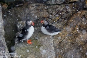 Macareux moines / Atlantic puffins