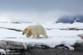 Ours polaire / Polar bear