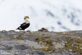 Couple d'eider à tête grise / A pair of King eider