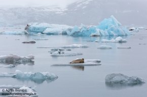 Phoque barbu / Bearded seal