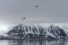 Lagopèdes alpins / Rock ptarmigans