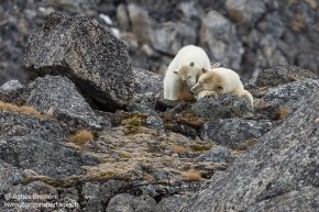 Ours polaires / Polar bears