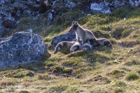 Renards polaires / Arctic foxes