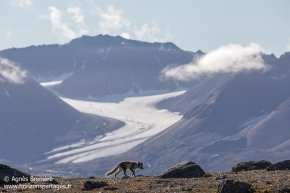 Renard polaire / Arctic fox