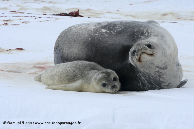 Bebe Phoque De Weddell En Antarctique