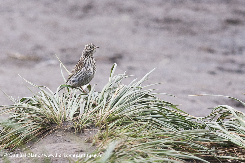 Pipit de Géorgie du Sud