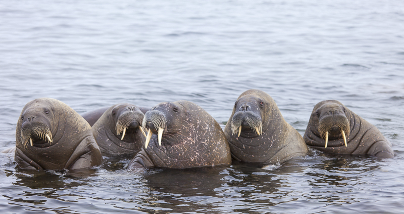 Morses à Lågøya au Svalbard