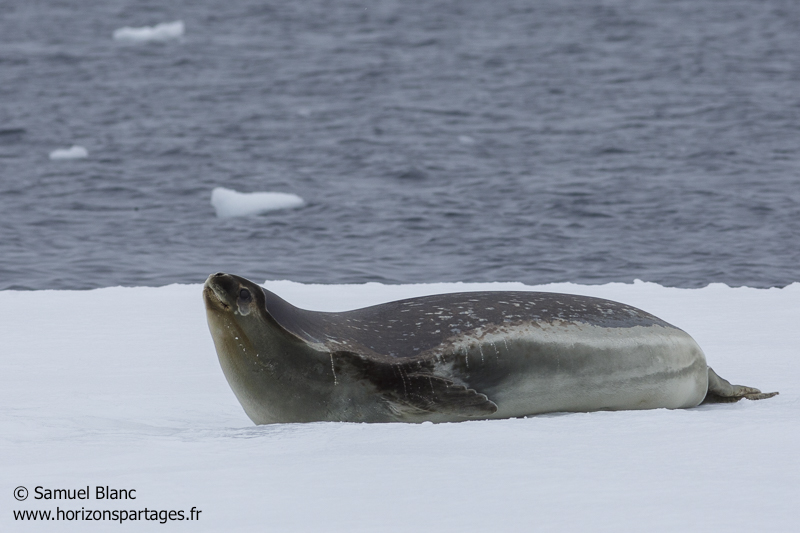 Phoque de Ross sur la glace en mer de Ross, Antarctique