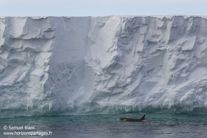 Orque devant l'ice shelf de Ross